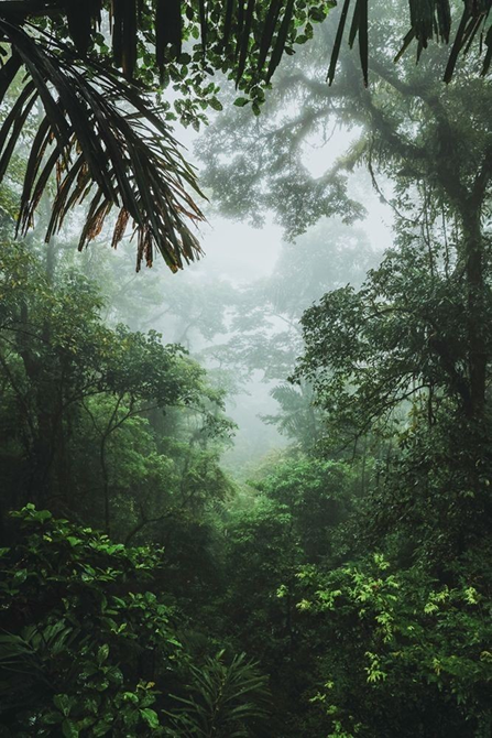Amazon Rainforest